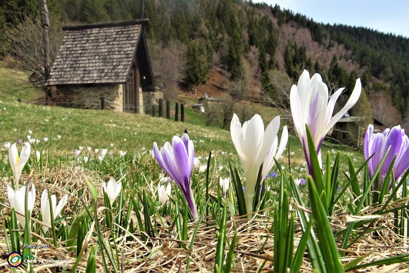 61 Crocus vernus bianchi e violetti alla cappella delle Baite della Pigolotta.JPG